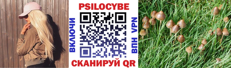 omg ссылки  Павловск  Псилоцибиновые грибы Psilocybe 